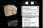 Foto (Objekt + Etikett) von Crustacea indet.  (NHMW-GEO-2014-0194-1003)